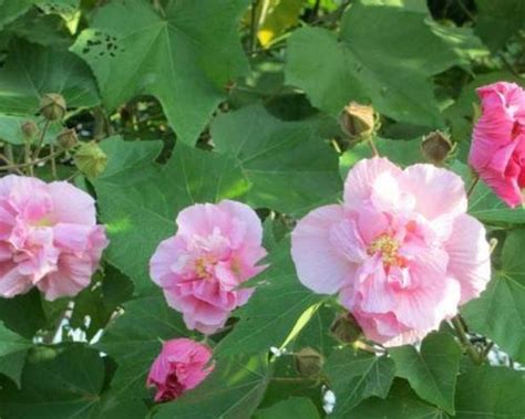 芙蓉花怎麼照顧|芙蓉花的养护方法